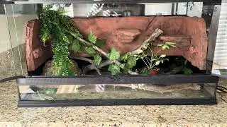 Working on a grow out enclosure for jalapeño or jungle Carpet python. Would love some input. ￼