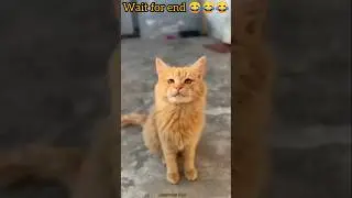 Funny video 😂😂😂 part-8ll #viral #trending #shorts #comedy #pets and animal