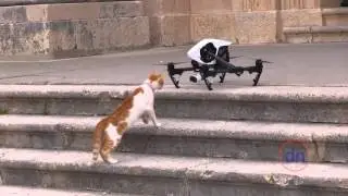 Cat vs Drone battle