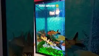 &ldquo;Peaceful Aquarium Vibes 🌊 | Sleep & Relax ASMR 💤 #Shorts&rdquo;