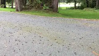 Toadlets 2019