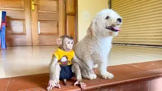 Monkey YuYu obediently waits with puppy Nun for Mom's return!