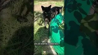 CATS EXPLORING THE GARDEN! 🐾🌿 #shorts #catshorts #trending