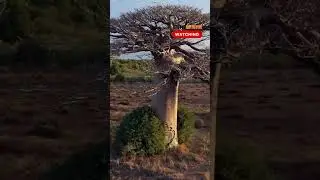 Top 10 Best Destinations in Madagascar Baobabs in Morondava