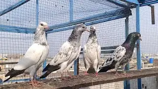 Cross Home breed baby pigeons Top Quality. 31 January 2026