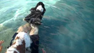 Warm Water Dog Swimming at Rummy's Beach Club in Spring, Texas