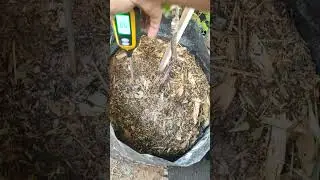 2. MEMPERBAIKI PH TANAH DENGAN DLOMIT ATAU JERUK NIPIS/ LEMON 