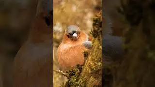 Зяблик (лат. Fring&iacute;lla co&eacute;lebs)