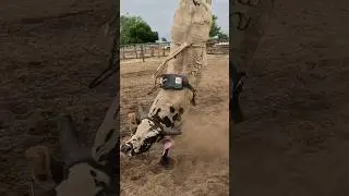 🐂👀Kick Bull!!! #bullrider #rodeo #cowboy #video