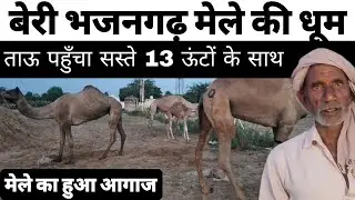 बेरी भजनगढ़ मेले की धूम, ताऊ पहुँचा सस्ते 13 ऊंटों के साथ