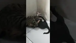 Macan vs Blekedet