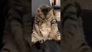 Cats getting muscular 💪