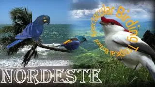 Northeast Brazil's Birds: Seven-Colored Tanager to Lear's Macaw @SPECTACULAR BIRDING TROPICAL BRAZIL
