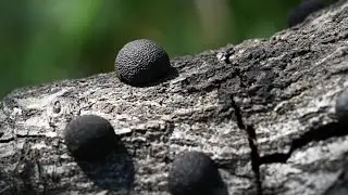 Same Cat Leash Walk But Different Lens (Macro)
