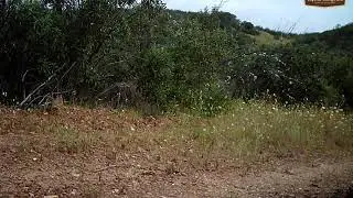 Perdiz prefere comer flores do que trigo