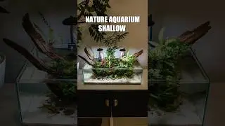 Nature inspired Shallow tank! 🌱 #shallowwater #nature #aquascape #aquarium #paludarium
