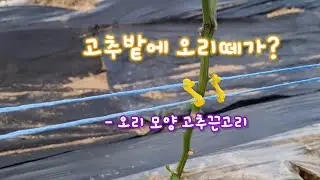 고추밭에 오리떼가? #오리떼 #고추끈고리 #S자고리 #바람에 #흔들리지않는 #성호육묘장