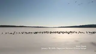 Relaxing Nature Video: Snow Geese