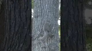 Squirrel fu fighting. #nature #squirrel #fighting #trees #animals #fauna #music #soul