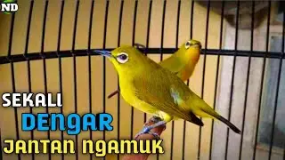 Sekali Dengar Pleci Jantan Langsung Ngamuk !! Pleci Betina Memanggil Jantan