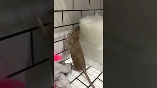 Девочки активно учавствуют в рабочем процессе #pets #animals #rathaus #cute #rat #врек