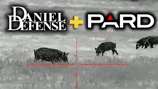 HOG HUNTING with 556 and the PARD ocelot 