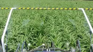 pigweed cleanup in grain sorghum (Milo)