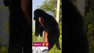 Black Beauty 😍😍✨✨ #music #funk #remix #phonkmusic #song #germanshepherd #gsds #pets #puppy