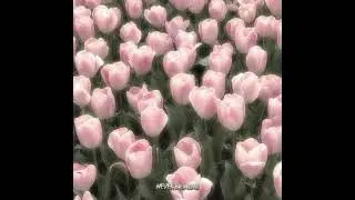 [Never Be Mine]