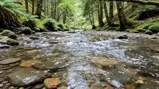 River Flowing in Forest with Birds 🐦🌊 | Relaxing Nature Sounds