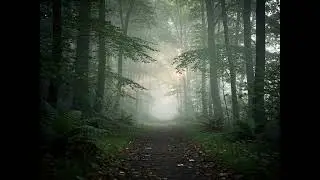Walk In The Forest-Lofi-Hip Hop