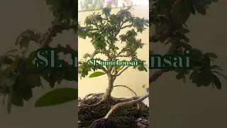 #sl#mini#bonsai