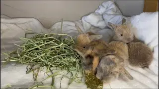2 WEEK OLD BABY BUNNIES START EATING HAY FIRST TIME