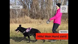 Daily Dogtalking - Hilfe! Mein Hund zieht und will &uuml;berall hin