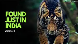 भारत का सबसे दुर्लभ बाघ 😱 | ओडिशा का ब्लैक टाइगर | Rare Tiger of India