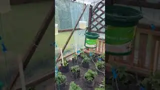 Nawadnianie pomidor&oacute;w i papryki