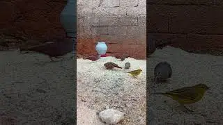 Pássaros Se Alimentando 77