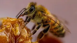 US honey bee populations impacted by high temperatures