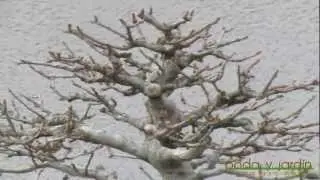 Acer Buergerianum, Arce Tridente, Trident Maple Tree - Bonsai