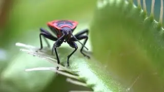 Venus Fly Trap Macro Time Lapse - Behind the Scenes