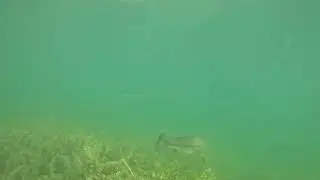 Lake Travis Snorkeling - Bass 2024