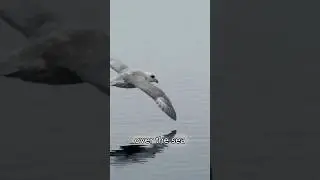 Fulmar The Beautiful and Dangerous Bird with a Surprising Defense!
