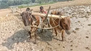 oxen are plowing the land to prepare rice seedlings