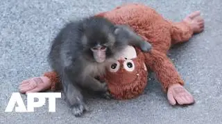IKEA Orangutan Plush Toy Sells Out After Abandoned Baby Monkey Adopts It at Japanese Zoo | APT