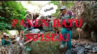 Di aliran sungai kecil ini ternyata banyak bebatuan suiseki..