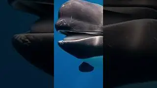 This Giant Controls the Deep Ocean  #ai #animals #nature