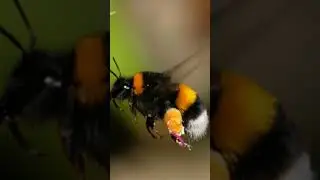 Rimsky-Korsakov: Flight of the bumblebee (versatility of violin sound)