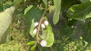 White Bhilawa Seeds 🌳 Lab Test Result 📲6205814024