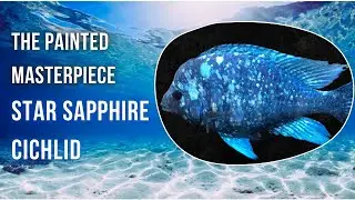Star Sapphire Cichlid: From Blue Beauties to Painted Gems (Care Guide)