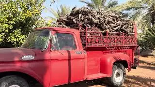 فلوق اليوم  في محمية القحويان🦢🌼| القاعد، حائل |🐎Volg  
